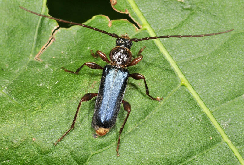 Cerambycidae da conf. :  Phymatodes testaceus